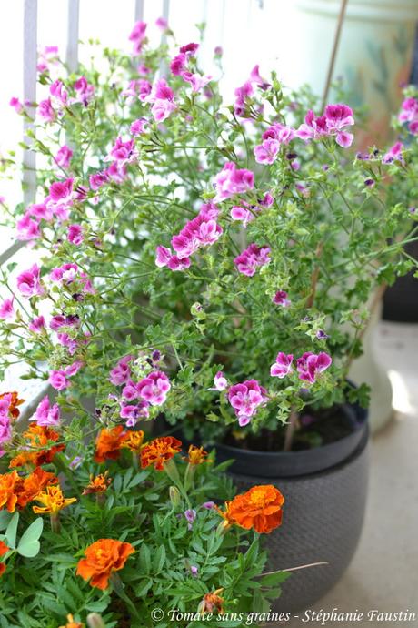 Mon mini jardin... bon ok, mon balcon ^^ Mon mini jardin... bon ok, mon balcon ^^