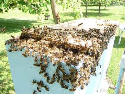 Les « Néonics » tueurs d'abeilles doivent demeurer interdits d'usage