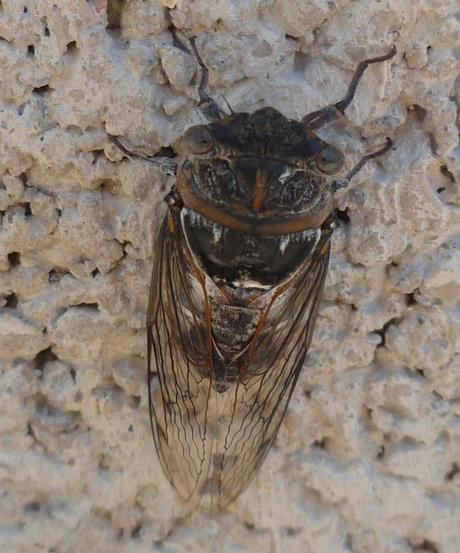 insectes,cigales,sud,photo,saison,été,chaleur