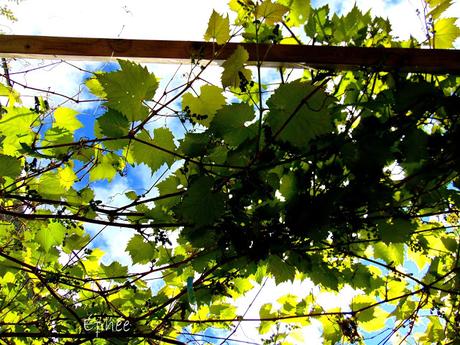 Soupe aux lentilles vertes et feta de tofu Soupe aux lentilles vertes et feta de tofu