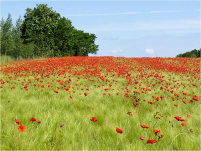 Les plantes messicoles, des herbes que l’on dit mauvaises Les plantes messicoles, des herbes que l’on dit mauvaises