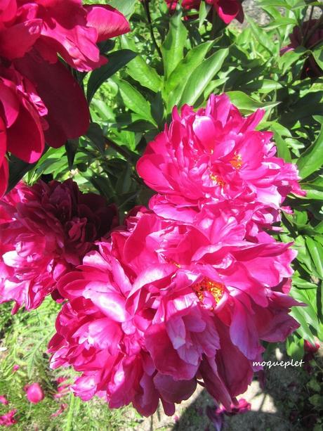 Divers - Le jardin - 1 Divers - Le jardin - 1