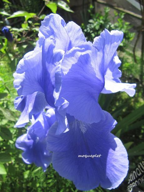 Divers - Le jardin - 1 Divers - Le jardin - 1