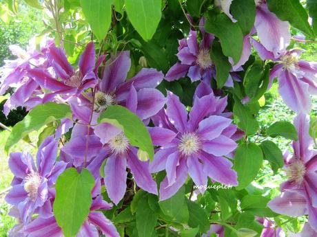 Divers - Le jardin - 1 Divers - Le jardin - 1