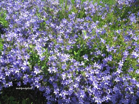 Divers - Le jardin - 1 Divers - Le jardin - 1
