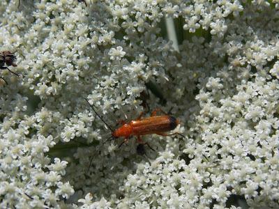 Batifolage sur fleur de carotte