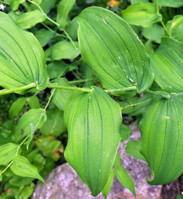 Vosges : Streptope à feuilles embrassantes (Streptopus amplexifolius)