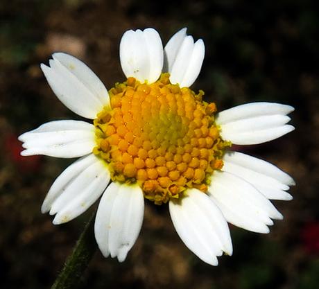 Messicoles : Fausse camomille (Anthemis arvensis)