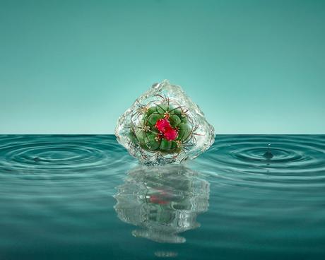 Cette photographe emprisonne des fleurs dans la glace pour réaliser de superbes clichés