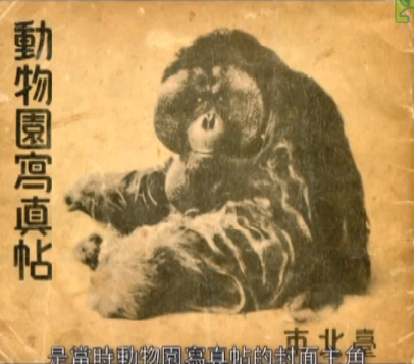 Un siècle d’histoires des stars de Taipei !! Ichiro, l’effigie du Zoo de Taipei à l’époque japonaise