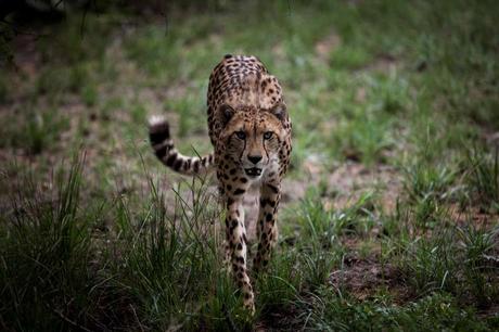 Il ne reste plus que 7 000 guépards dans le monde. JOHN WESSELS / AFP