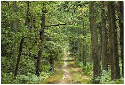 La Région Grand Est signe le 1er contrat de la filière forêt-bois de France