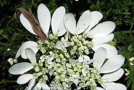 Messicoles : Orlaya à grandes fleurs (Orlaya grandiflora)
