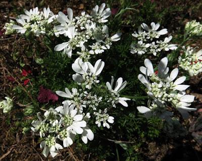 Messicoles : Orlaya à grandes fleurs (Orlaya grandiflora)
