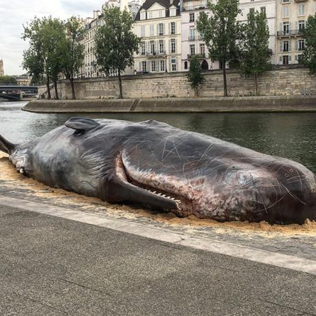 Paris : un cachalot échoué sur les bords de Seine