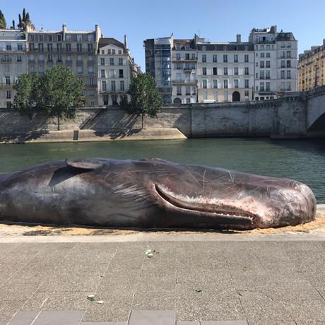 Paris : un cachalot échoué sur les bords de Seine
