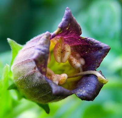 Une belle dame fatale : Belladone (Atropa belladonna)