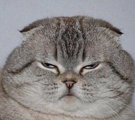 Chats schématiques Chats schématiques
