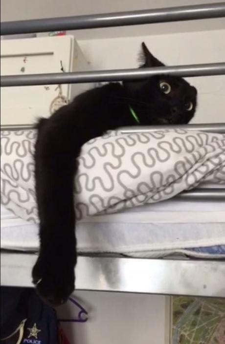 Chats schématiques Chats schématiques
