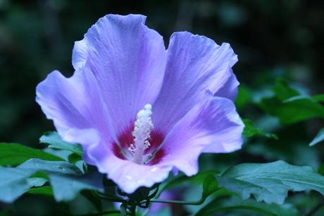 15 hibiscus syr veneux 29  juil  2010 020.jpg