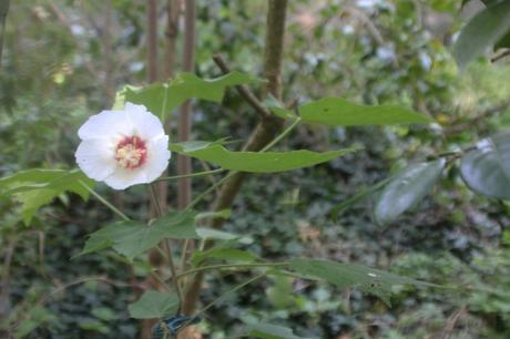 1 hibiscus paramutabilis veneux 23 juil 2017 001.jpg