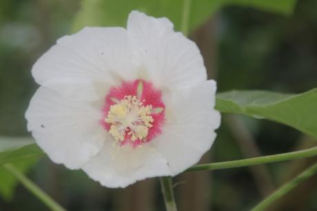 2 hibiscus paramutabilis veneux 23 juil 2017 002.jpg