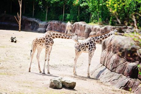 PasLoinDeChezNous #1 – Le Zoo Gaia Ahaa, voici les giraffes ! – à GaiaZOO.