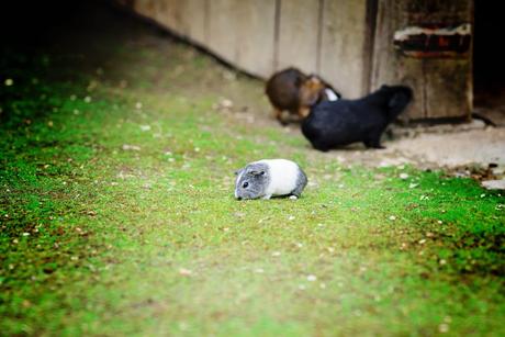PasLoinDeChezNous #1 – Le Zoo Gaia Un petit tour à l'intérieur de la petite ferme ! Les enfants aiment toujours cette proximité avec les animaux ! – à GaiaZOO.