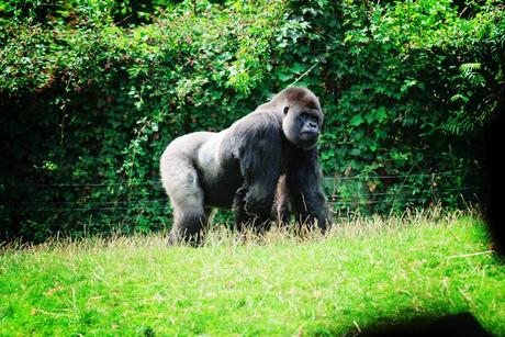 PasLoinDeChezNous #1 – Le Zoo Gaia Ou un gorille... – à GaiaZOO.
