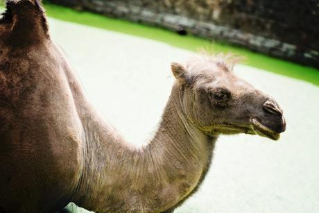 PasLoinDeChezNous #1 – Le Zoo Gaia Oh un chameau ! – à GaiaZOO.