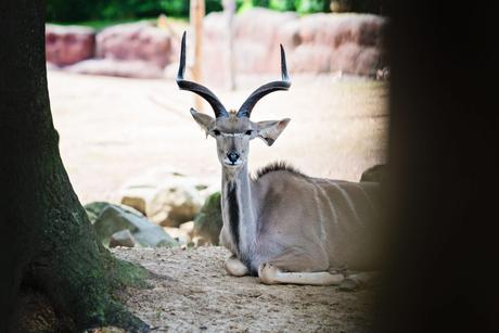 PasLoinDeChezNous #1 – Le Zoo Gaia Tu veux ma photo ? – à GaiaZOO.