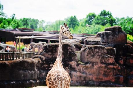 PasLoinDeChezNous #1 – Le Zoo Gaia Ahaa, voici les giraffes ! – à GaiaZOO.