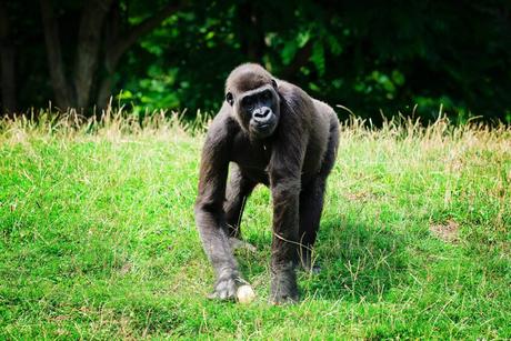PasLoinDeChezNous #1 – Le Zoo Gaia Et toute la bande de la planète des singes venues prendre son gouté ! – à GaiaZOO.