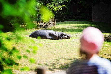 PasLoinDeChezNous #1 – Le Zoo Gaia Sauf pour capturer un Hippopotame ! – à GaiaZOO.