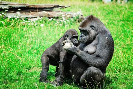 PasLoinDeChezNous #1 – Le Zoo Gaia Et toute la bande de la planète des singes venues prendre son gouté ! – à GaiaZOO.