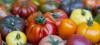 Aveyron : création d'un Institut-Conservatoire dédié aux légumes rares et à la biodynamie Pascal Poot, l'homme qui fait pousser 400 variétés de tomates sans eau ni pesticides