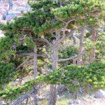 Juillet 2017 – séjour sur l’ile de KRK en Croatie Juillet 2017 – séjour sur l’ile de KRK en Croatie
