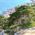Juillet 2017 – séjour sur l’ile de KRK en Croatie Juillet 2017 – séjour sur l’ile de KRK en Croatie