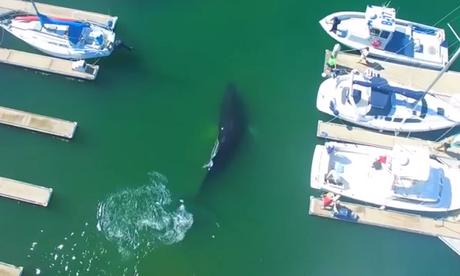 Une Baleine visite la Marina – Californie