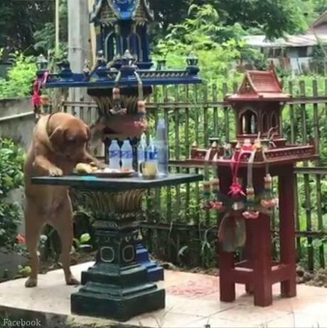 Thaïlande, Un fantome peut il deposé plainte contre un chien ?