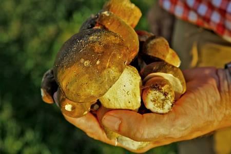 Hôtel & Restaurant Les Lacs d’Halco à Hagetmau (Landes) Récolte