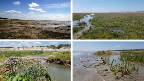 Découvrir la Baie de Somme : Paysages et flore de la baie Découvrir la Baie de Somme : Paysages et flore de la baie