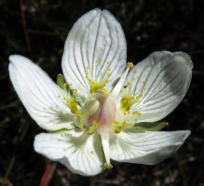 Parnassie des marais (Parnassia palustris) Parnassie des marais (Parnassia palustris)