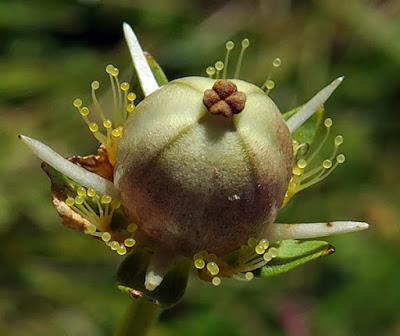 Parnassie des marais (Parnassia palustris)