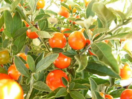 Solanum-details