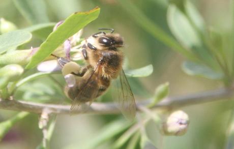 6 lycium chinense abeille marnay romi 26 juil 2017 006 (4).jpg
