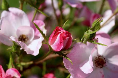 3 jours à la découverte des châteaux du Val-de-Loire… 3 jours à la découverte des châteaux du Val-de-Loire…