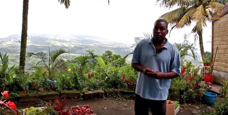 Un agriculteur bio en Martinique