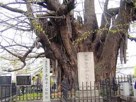 Ginkgo biloba temple