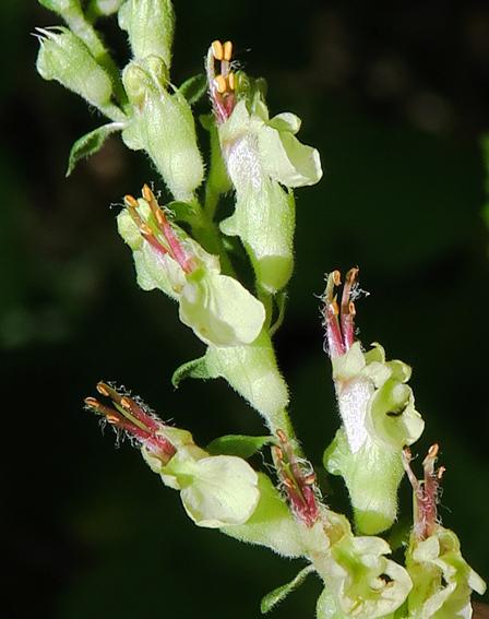 Germandrée scorodine (Teucrium scorodonia)